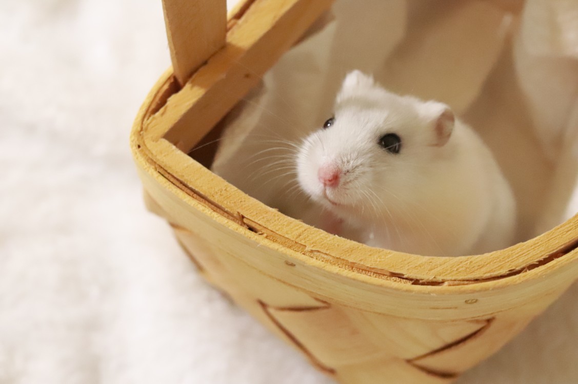 我是一隻馬鈴鼠