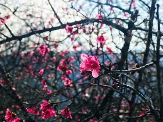 非線性剪輯 作業