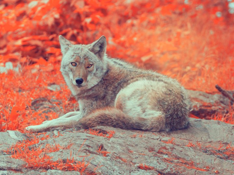 Photoshop遠距教學 : 我也學會了如何PS