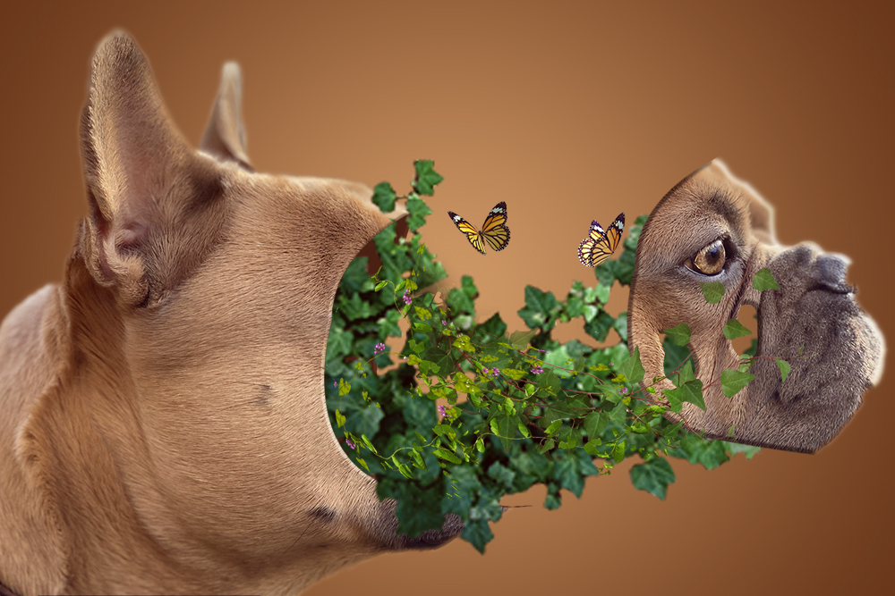 跟著老師在遠距教學中學習Photoshop